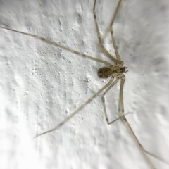 Physocyclus viridis