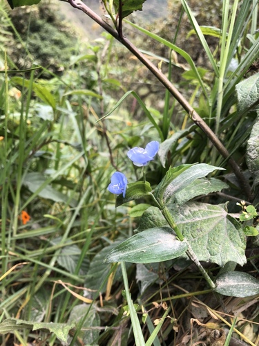 Commelina erecta image