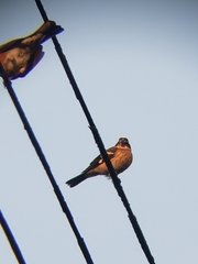 Pheucticus ludovicianus