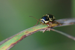 Cryptocephalus mutabilis