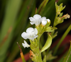 Plagiobothrys stipitatus micranthus