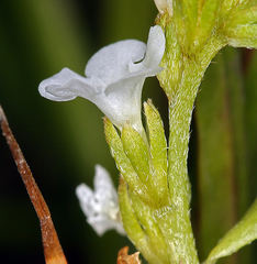 Plagiobothrys stipitatus micranthus