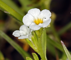 Plagiobothrys stipitatus micranthus
