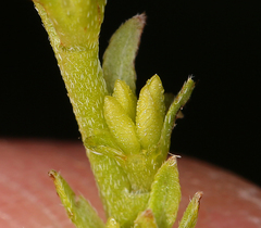 Plagiobothrys stipitatus micranthus