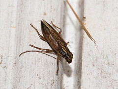 Temnosternus planiusculus