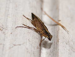 Temnosternus planiusculus