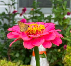 Atalopedes campestris