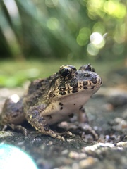 Fejervarya kawamurai
