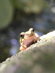 Hyla japonica