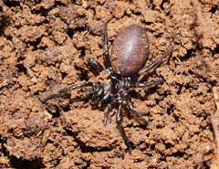 Hadronyche modesta