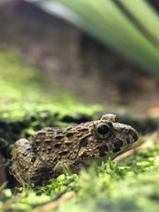 Fejervarya kawamurai