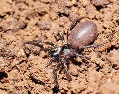 Hadronyche modesta