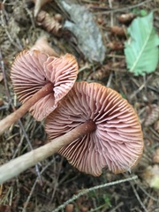 Laccaria striatula