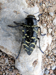 Lampetis dilaticollis