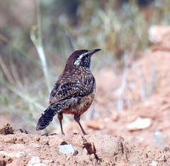 Campylorhynchus
