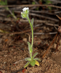 Plagiobothrys tenellus