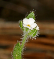 Plagiobothrys tenellus