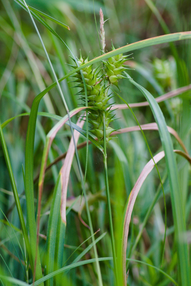 Carex sect. Lupulinae