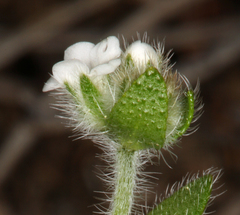 Plagiobothrys tenellus