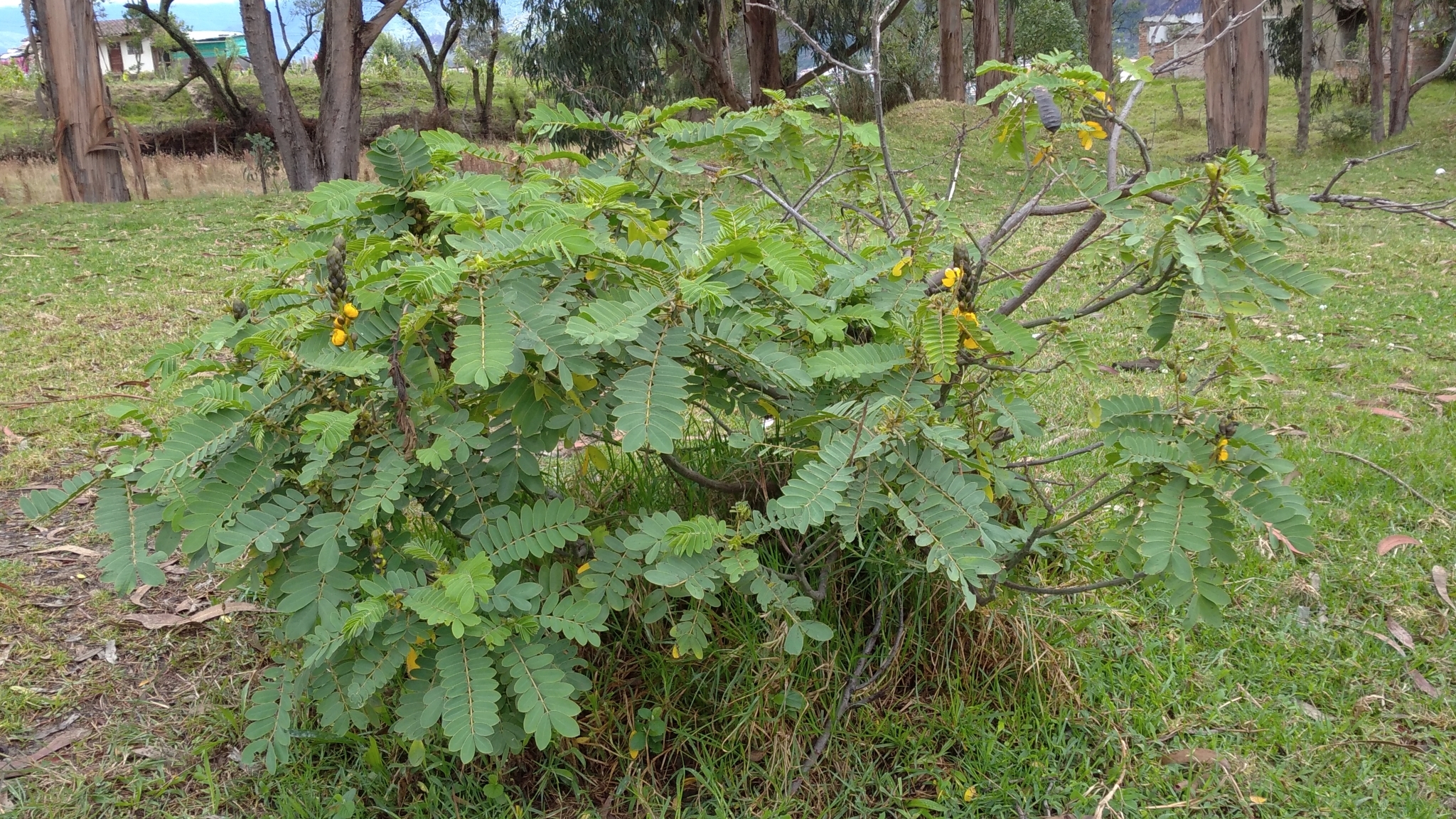 Senna didymobotrya image