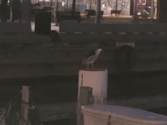 Nycticorax nycticorax