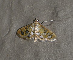Pseudopyrausta marginalis