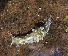 Stylocheilus striatus image