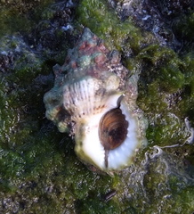 Bursidae