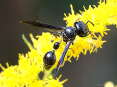 Zethus spinipes spinipes