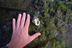 Bursidae