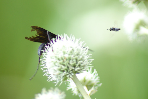 Great black wasp