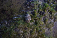 Bursidae