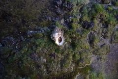 Bursidae