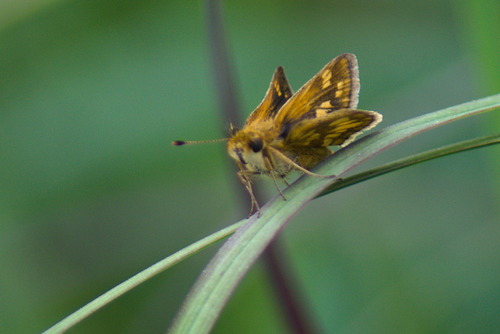 Peck's Skipper photo 5