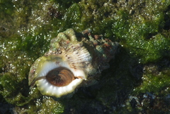 Bursidae