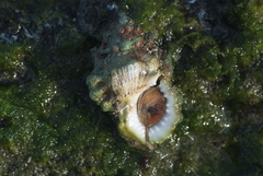 Bursidae