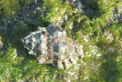 Bursidae