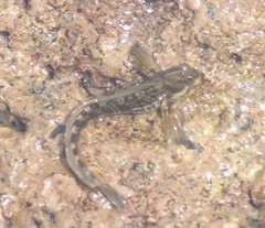 Alticus simplicirrus