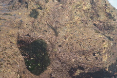 Alticus simplicirrus