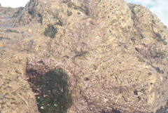 Alticus simplicirrus