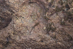 Alticus simplicirrus