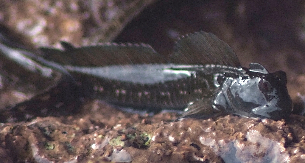 Leaping rockskipper (Alticus simplicirrus) — Blenniidae