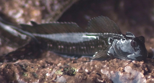 Leaping rockskipper (Alticus simplicirrus) — Blenniidae