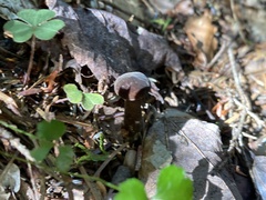 Lactarius fallax