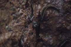 Alticus simplicirrus