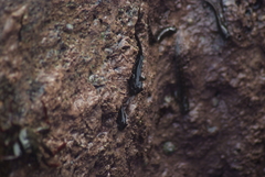 Alticus simplicirrus