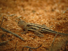 Ctenophorus spinodomus