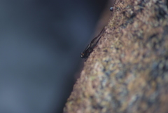 Alticus simplicirrus