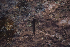 Alticus simplicirrus