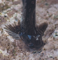 Alticus simplicirrus